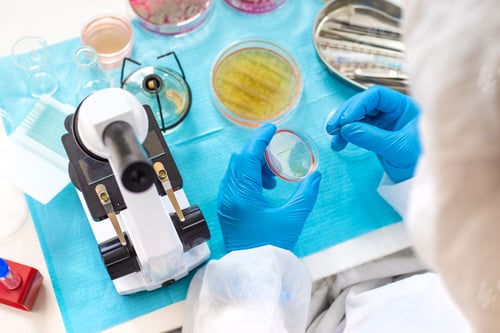 Preview: Examine bacteria in petri dishes in the laboratory. Selective focus.