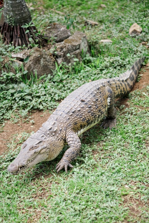 Preview: Crocodile