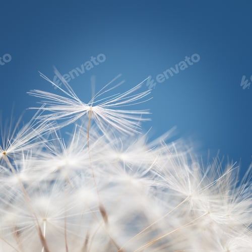 Preview: Dandelion fluff on a blue background