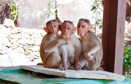 Preview: Cute little monkeys sitting together