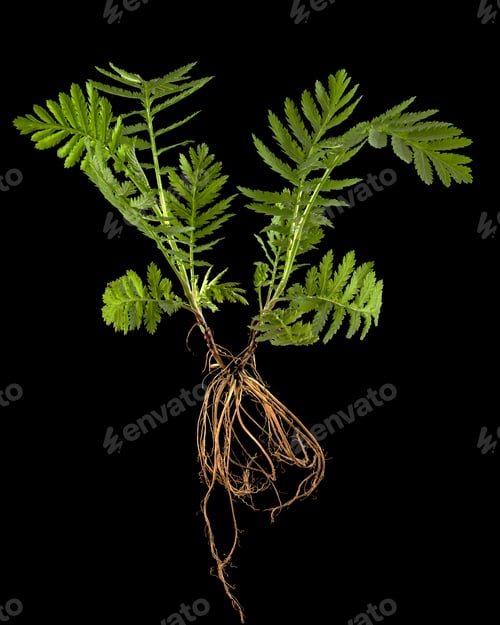 Preview: Young sprout of tansy with roots, lat. Tanacetum vulgare, isolated on black background