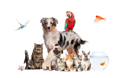 Preview: Group of pets posing around a dog with cat, ferret, rabbit, rodent, isolated on white