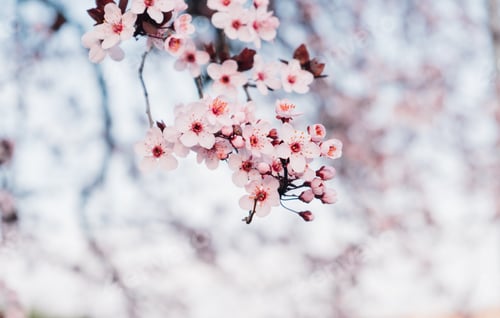 Preview: Spring blossoms.