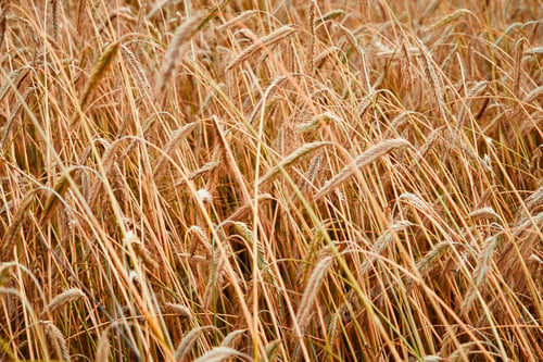 Preview: Rye ears close up. Rye field in a summer day. Harvest concept
