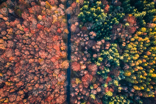 Preview: Polish rainforests at sunset in autumn. Aerial view of Poland