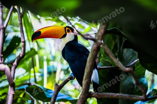 Preview: A hornbill resting among the lush greenery.