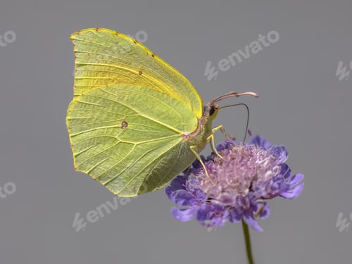 Preview: Cleopatra butterfly feeding on flower