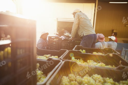 Preview: Grapes ready to unload at the wine factory