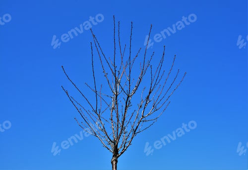 Preview: Low angle shot of the bare tree branches under a blue sky