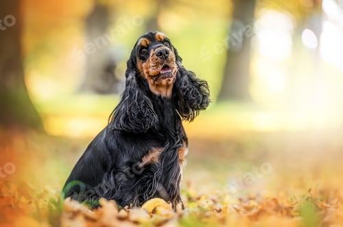 Preview: Happy spaniel enjoying autumn park with vibrant leaves and joyful emotions