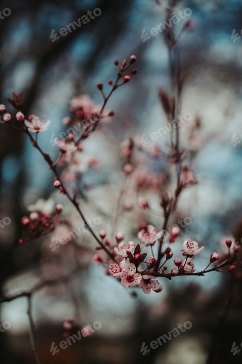 Preview: Verticashot of cherry blossoms on the tree branches