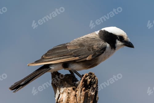 Preview: A northern white-crowned shrike (Eurocephalus rueppelli), perching on tree, Tsavo, Kenya, Africa