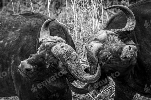 Preview: Two African buffalo bulls fighting.
