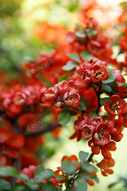 Preview: Flowering Japanese quince/Chaenomeles japonica close up