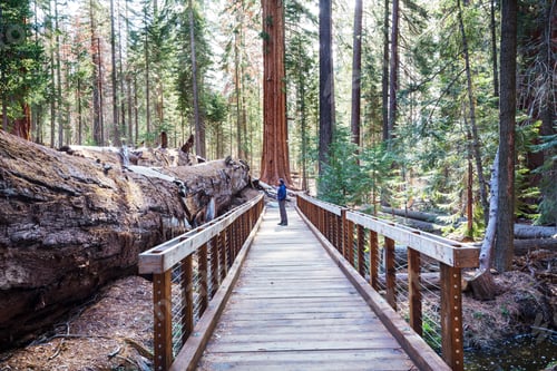 Preview: Sequoia
