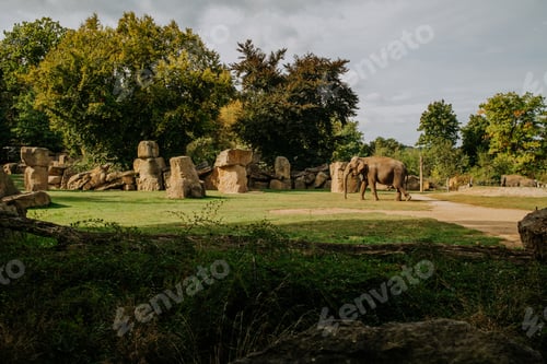 Preview: Big elephant in prague zoo nature background. Savanna, wildlife concept.