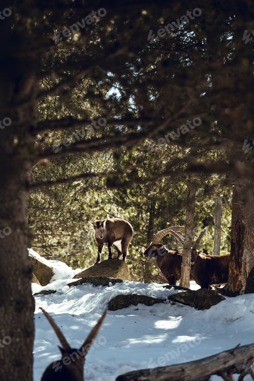 Preview: Wild goats pasturing near tree between snow