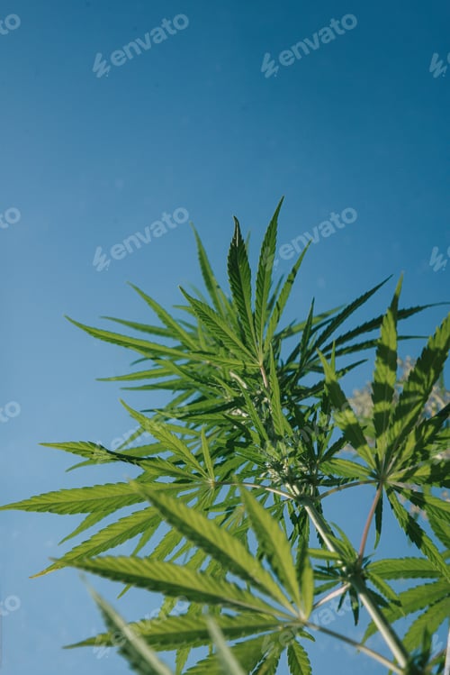 Preview: Hemp bushes, marijuana leaves, blue sky Cannabis abstract background