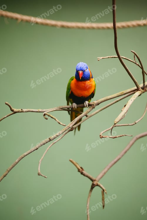 Preview: Small parrots stand on the branch against green background with copy space