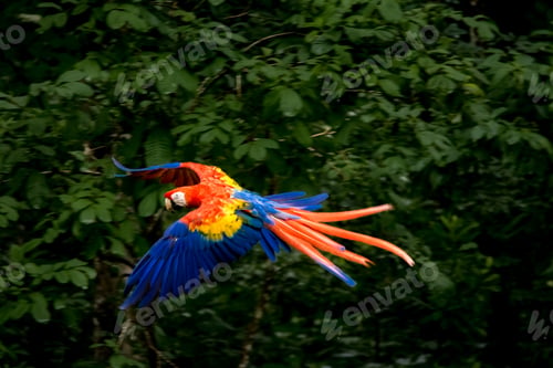 Preview: Scarlet Macaw Flying - Copan, Honduras