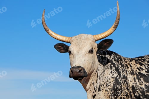 Preview: Nguni cow portrait - South Africa