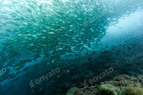 Preview: Beautiful image of big fish school swimming in the Mediterranean Sea, salema porgy, Sarpa salpa