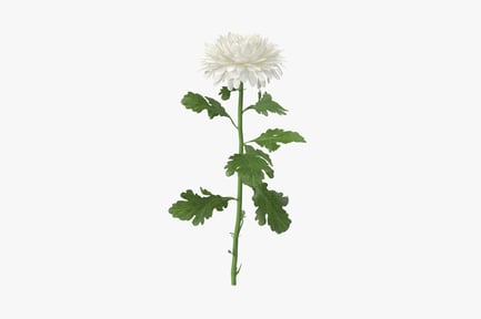 Preview: White Chrysanthemum Flower