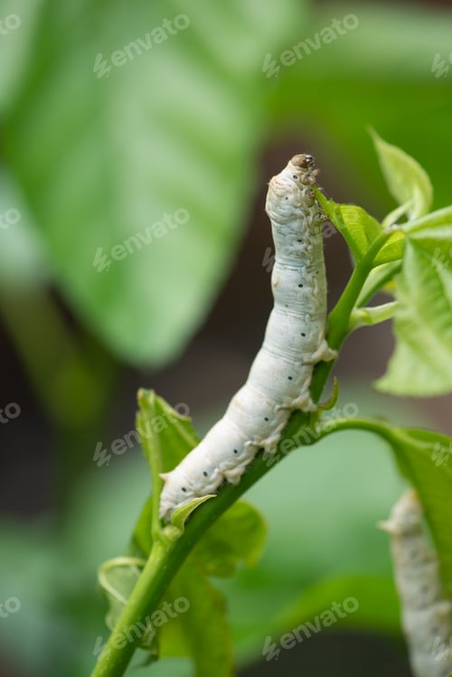 Preview: silkworm