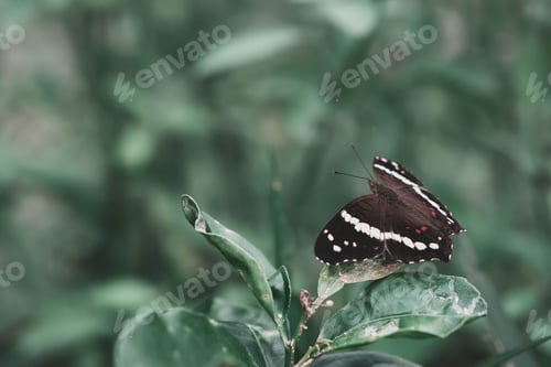 Preview: Butterfly perched on green leaves