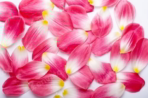 Preview: Delicate Pink Petals on a White Background