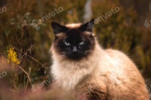 Preview: Portrait of a Persian cat