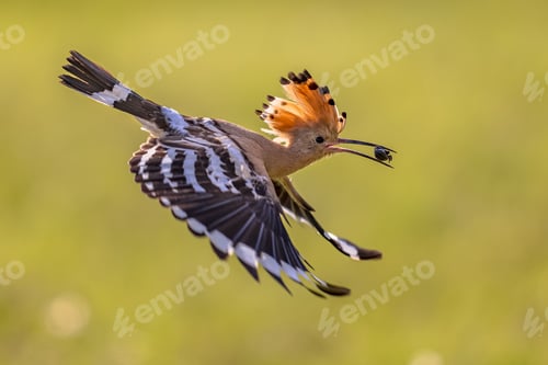 Preview: Two Eurasian hoopoe perched on branch with crest