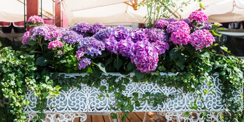 Preview: Hydrangea Flowers in the Lace Metal Pot