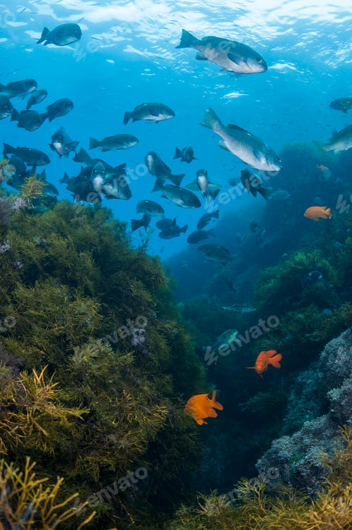 Preview: Underwater view of school of fish in kelp reef, Guadalupe Island, Baja California, Mexico