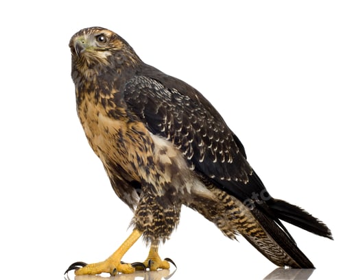 Preview: Young Black-chested Buzzard-eagle () - Geranoaetus melanoleucus