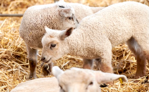 Preview: New born lamb and sheep. A series of photos of lamb and sheep.