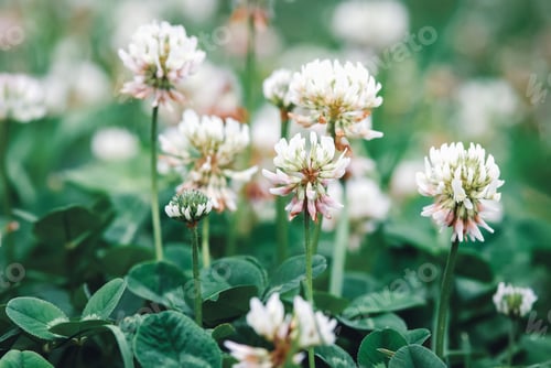 Preview: White clover flowering, Trifolium repens flowers closeup