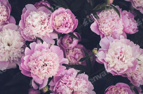 Preview: Beautiful bouquet of pink peonies close up