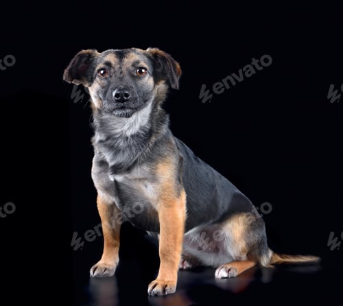 Preview: Studio close up portrait of curious mixed breed dog