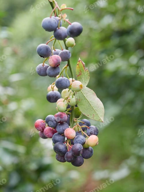 Preview: blueberry cluster on a blueberry bush, vaccinium corymbosum