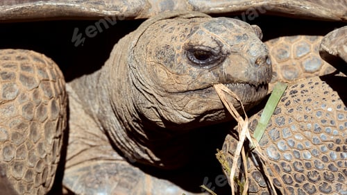 Preview: Turtle close up