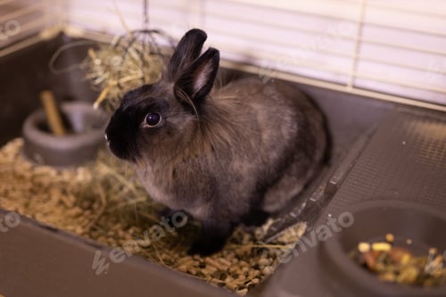 Preview: Funny cute brown rabbit in a cage. Bunny pet at home
