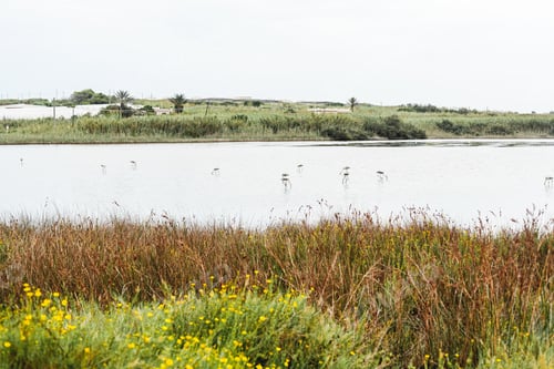 Preview: wild waders in lake near green plants and trees