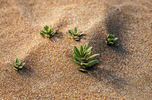 Preview: Beach sand with small plants close-up. Sand dunes on a sunny summer day