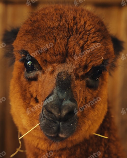 Preview: Close-up of a brown alpaca with a blurred background