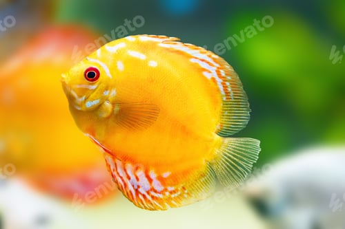 Preview: Yellow Discus (Symphysodon aequifasciatus) - Freshwater Fish