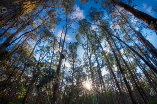 Preview: Forest sunlight
