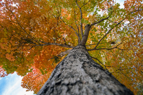 Preview: Colorful autumn nature. Canopies of yellow forest trees in fall season