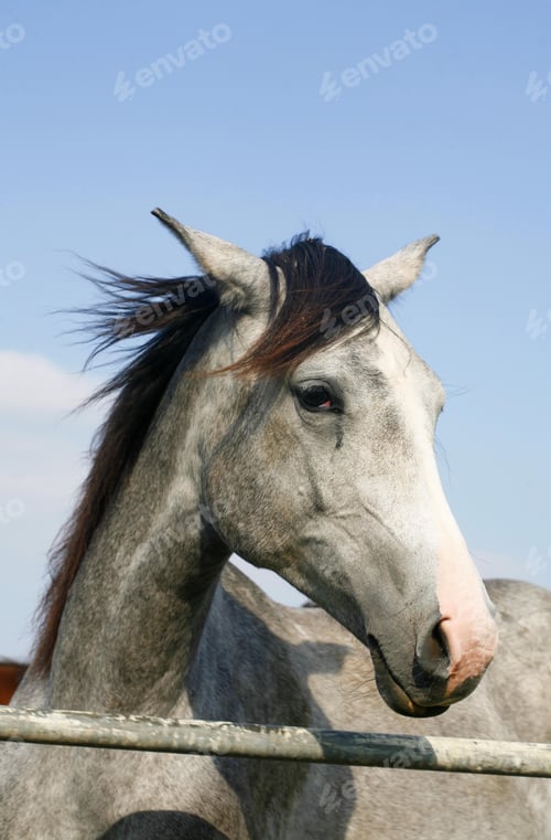 Preview: arabian, horse, mare, stallion, riding