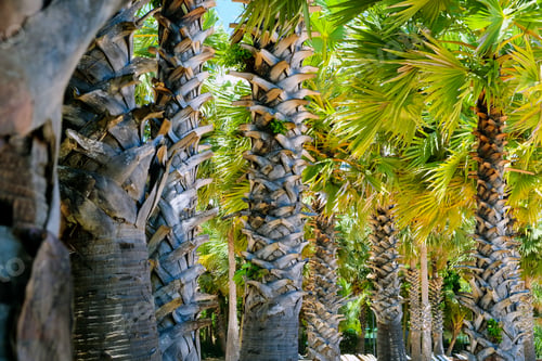 Preview: palm trees at the beach